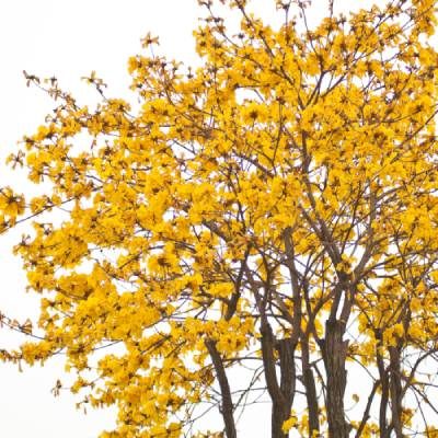 yellow-tree